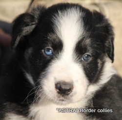 Black and white MALE border collie puppy